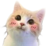 catto_blushie