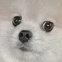 wut