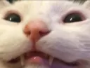 catsmileee