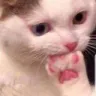 Cat_sus