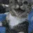 gato_paisagem