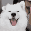 doggo_ears Discord emoji