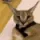 catmad catmad