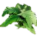 LushGreenEmoticon