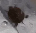turtespin