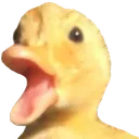 pogDuck