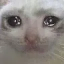 8_catcrysob