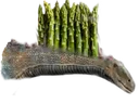 asparamarasaurus