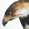 goodanimal