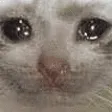 sadCat sadCat