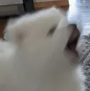 atlasbark
