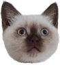 Raku Discord emoji