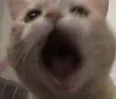 y_catchomp y_catchomp