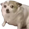 concerndoggo