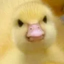 angyduck