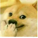 dogegiggle