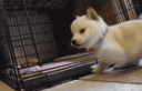 puppy