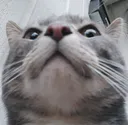 owo owo