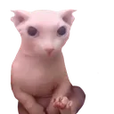 Bingus
