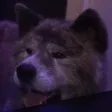 caneve1Happy