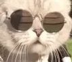 Cat Cool catcool Discord Emoji