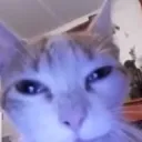losvoyamatar