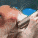 Hampter_suck