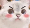 catblushangery