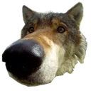 wolfnose wolfnose