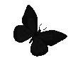 :butterfly~1: