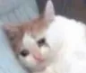 sadcatto