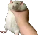 ratchoke
