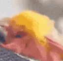 MothSnuggle MothSnuggle