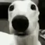 shivermetimbers