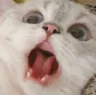 Catscream catscream Discord Emoji