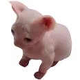 bingus