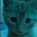 cat4