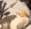 cheesecatnew