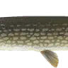 fish2