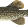 fish3