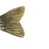 fish4