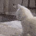 aq_Cat_Twerk Discord emoji