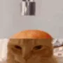 catcake