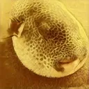 golden_plab