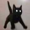 elevated_cat