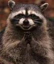 evil_raccoon