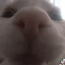 leroysniffsniff leroysniffsniff