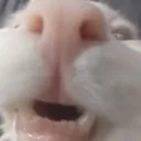 leroysniffsniff2