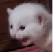 dt_cat dt_cat