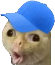 Capcat